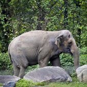 Elefant Happy ist laut ­Gerichtsentscheid keine Person