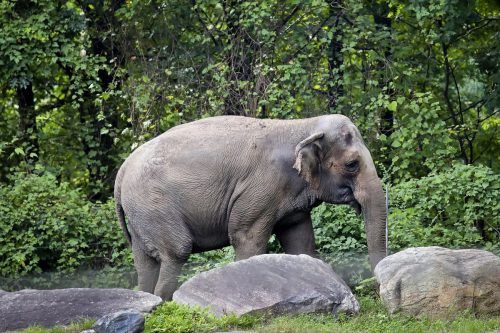 Tierschützer klagten darauf, die Elefantendame als Menschen einstufen zu lassen.  AP