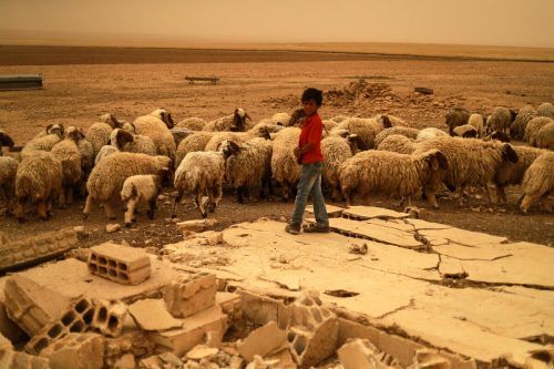 Während eines Sandsturms bei Tabqa in Syrien steht ein junger Bub bei einer Schafherde. AFP