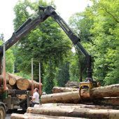 Der Wald hat eine bedeutende Rolle im Klimaschutz und -wandel