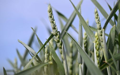 Wegen der Dürre wird in Italien die Pasta-Versorgung knapp.  APA/Fohringer
