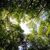 Vorarlbergs Wälder trotzen Klimawandel