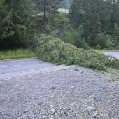 Baumfrevler treiben in Liechtenstein ihr Unwesen