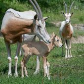 Nachwuchs bei seltener Säbelantilope