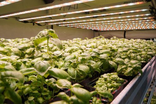Das Licht bekommen die Pflanzen durch eine intelligent gesteuerte LED-Beleuchtungsanlage von Sanlight Research. Fa