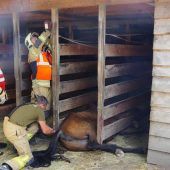 Pferd im Futterstand eingeklemmt