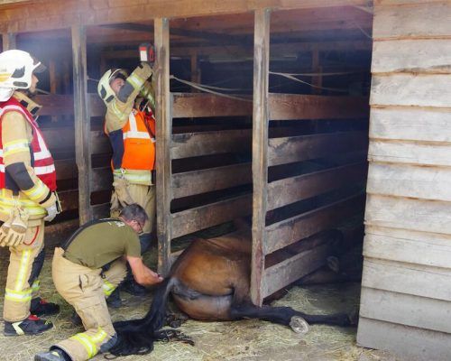 Das Pferd wurde aus seiner misslichen Lage befreit. Feuerwehr Lustenau