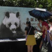 Der älteste Pandabär der Welt ist tot