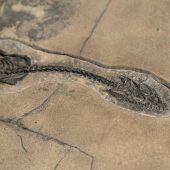 Schweizer Forscher entdecken neue Meeressaurier-Art