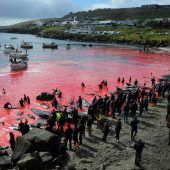 Färöer-Inseln wollen umstrittene Delfinjagd begrenzen