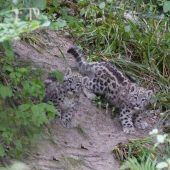 Geschwister auf Erkundungstour