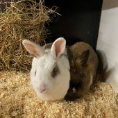 Verspielte Tierchen suchen Besitzer