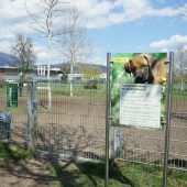 Bettelnder Hund brachte Frau ins Wanken