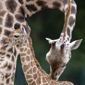 Babygiraffe heißt Frieda