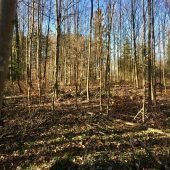 Vorarlbergs Wälder im Hitzestress