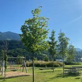 Bürgerbäume für Bludesch