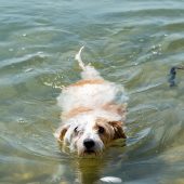 Von wegen Hundswetter: Heiß, heißer, Hundstage