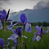 VN-Leserfotos.Ihr Bild in der VN-Heimat