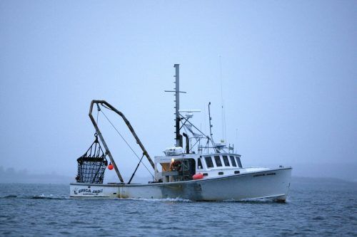 Schätzungen zufolge sind etwa 34 Prozent der wilden Meeresfischbestände überfischt. Ap