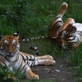 Nepal hat seine Tigerpopulation in zehn Jahren fast verdreifacht