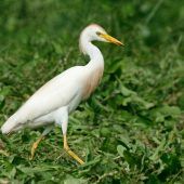 Kuhreiher brüten ­erstmals in Österreich