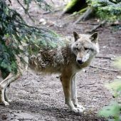 Immer mehr Wolfsrudel in Alpen