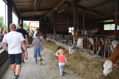 Auf dem Hof sind neben Kühen auch Schweine, Hühner, Gänse und Enten zuhause. 