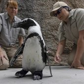 Orthopädische Schuhe für Pinguin