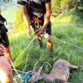 Jagdposse im Wald: Umweltabteilung leitet Prüfung ein. »A5