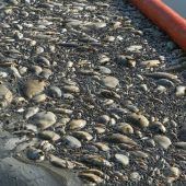 Giftige Algen in Oder mögliche Ursache für Fischsterben
