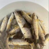 Fischrettung wegen Niedrigwasser