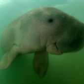 Forscher erklären Dugong-Seekühe in China für ausgestorben