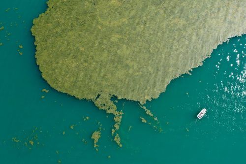 Ein großer Algenteppich schwimmt derzeit vor Langenargen und Eriskirch.  Kästle/DPA