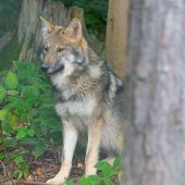 EuGH sieht keine Möglichkeit für Wolfsentnahmen. »A5