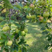 „s‘gäle Band“: Obst für alle