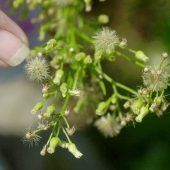 Kleine Pollen mit heftiger Wirkung