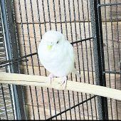 Verschmuste Tierchen suchen treue Freunde