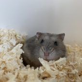Auch Tiere brauchen Schmuseeinheiten