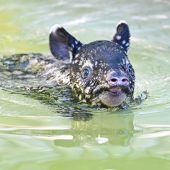 Kleine Wasserratte