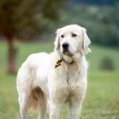 Herdenschutzhunde: Unerbittlich gegen Wölfe. »A5