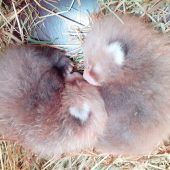 Flauschiger Nachwuchs