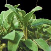 Kurs: Kräuterschätze zu Sirup, Heilöl und Balsam verarbeiten