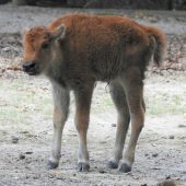 Nachwuchs bei Bisons