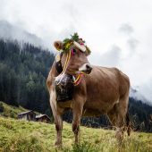 Termine. Alpabtriebe im Montafon