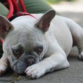 Aktuelle Studie zeigt: Auch Hunde weinen vor Glück