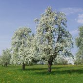 Streuobst für regionale Verarbeitung