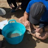 Mikroplastik kein Fischproblem