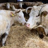 Tierärztliche Versorgung steht auf der Kippe