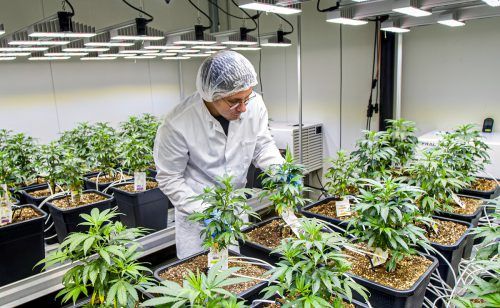 Sanlight Research forscht zum Thema Indoor-Farming zur Lebensmittelproduktion und auch mit Hanf im medizinischen Bereich (Bild).  FA