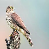 Heimische Vögel auf tödlichem Kollisionskurs